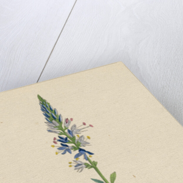 Veronica Spicata Var. Genuina Spiked Speedwell Var. A. by Anonymous