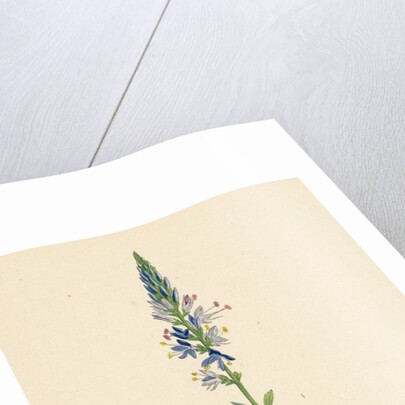 Veronica Spicata Var. Genuina Spiked Speedwell Var. A. by Anonymous