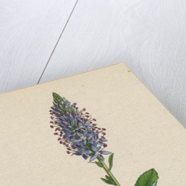 Veronica Spicata Var. Hybrida Spiked Speedwell Var. B. by Anonymous