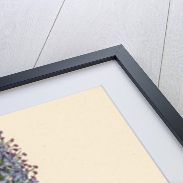 Veronica Spicata Var. Hybrida Spiked Speedwell Var. B. by Anonymous