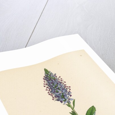 Veronica Spicata Var. Hybrida Spiked Speedwell Var. B. by Anonymous