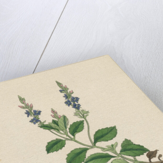 Veronica Officinalis Var. Genuina Common Speedwell Var. A. by Anonymous