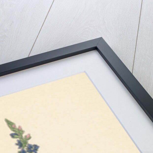 Veronica Officinalis Var. Genuina Common Speedwell Var. A. by Anonymous