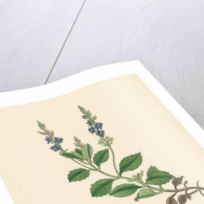 Veronica Officinalis Var. Genuina Common Speedwell Var. A. by Anonymous