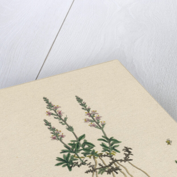 Veronica Officinalis Var. Hirsuta Common Speedwell Var. B. by Anonymous