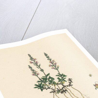 Veronica Officinalis Var. Hirsuta Common Speedwell Var. B. by Anonymous