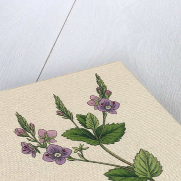 Veronica Chamaedrys Germander Speedwell by Anonymous