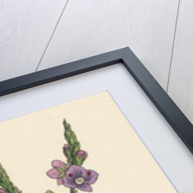 Veronica Chamaedrys Germander Speedwell by Anonymous