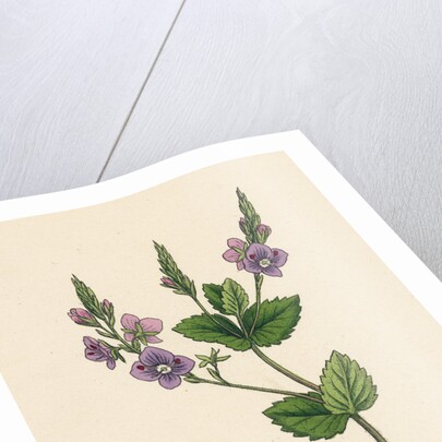 Veronica Chamaedrys Germander Speedwell by Anonymous