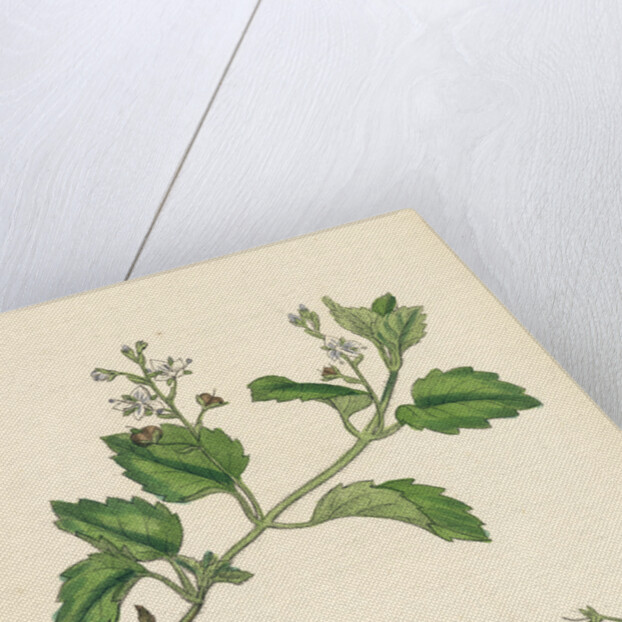 Veronica Montana Mountain Speedwell by Anonymous