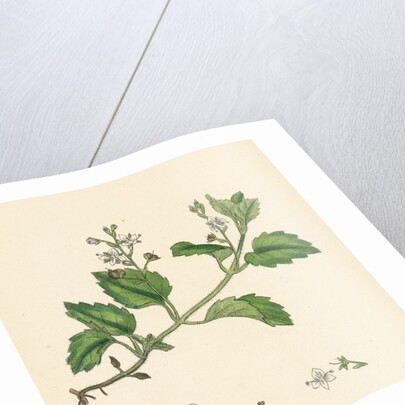 Veronica Montana Mountain Speedwell by Anonymous