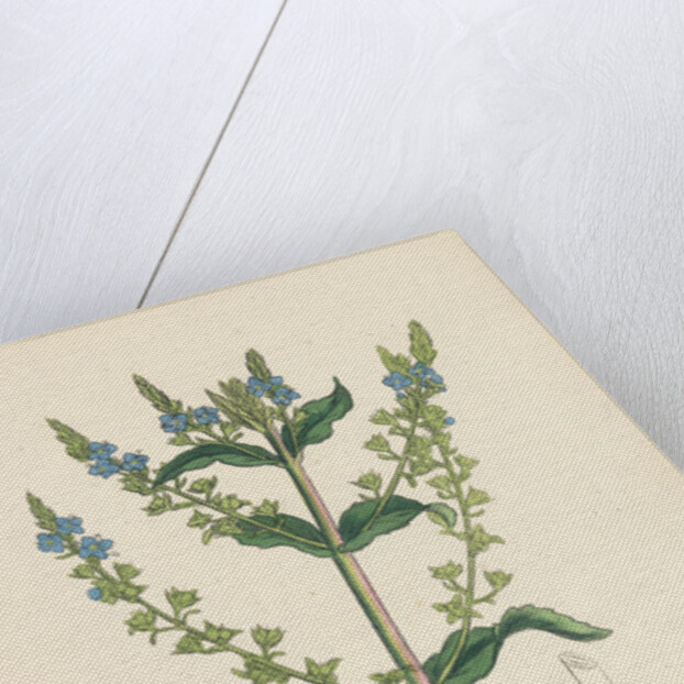 Veronica Anagallis Water Speedwell by Anonymous