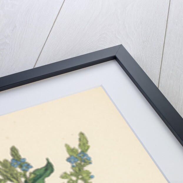 Veronica Anagallis Water Speedwell by Anonymous