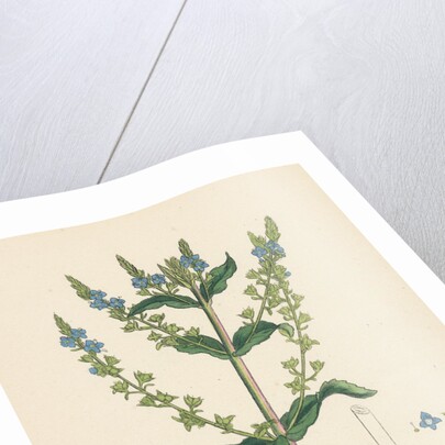 Veronica Anagallis Water Speedwell by Anonymous