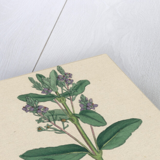 Veronica Beccabunga Brooklime by Anonymous