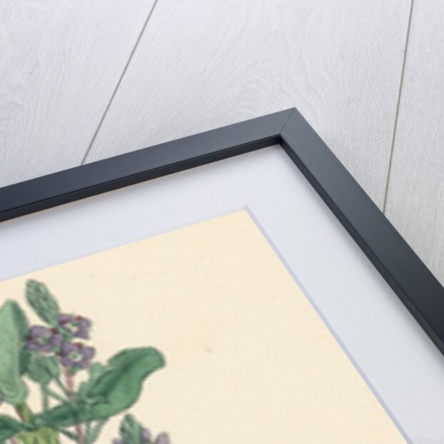 Veronica Beccabunga Brooklime by Anonymous