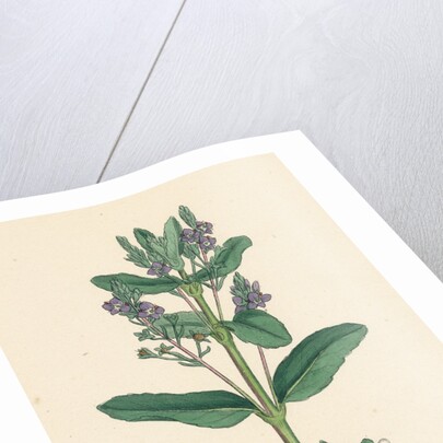 Veronica Beccabunga Brooklime by Anonymous