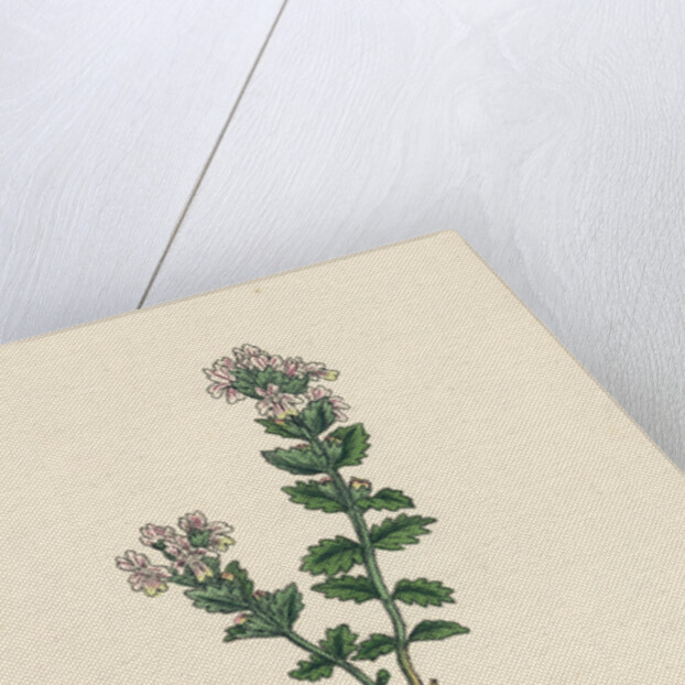 Euphrasia Officinalis Var. Genuina Common Eyebright Var. A. by Anonymous