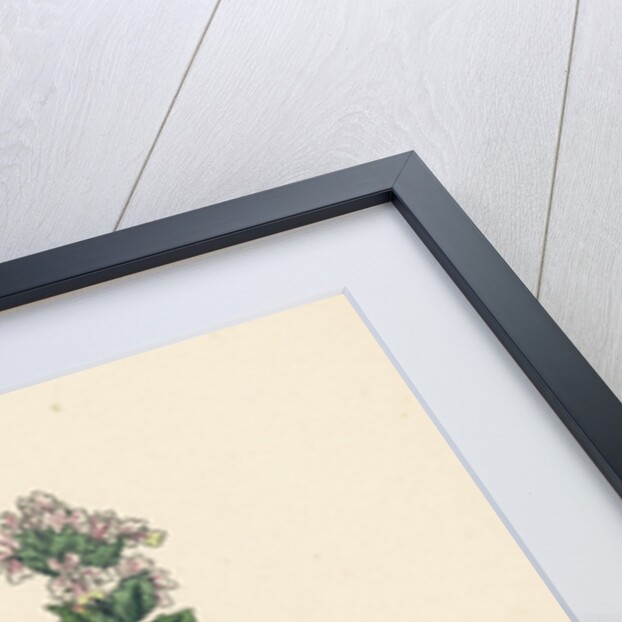 Euphrasia Officinalis Var. Genuina Common Eyebright Var. A. by Anonymous