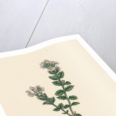 Euphrasia Officinalis Var. Genuina Common Eyebright Var. A. by Anonymous