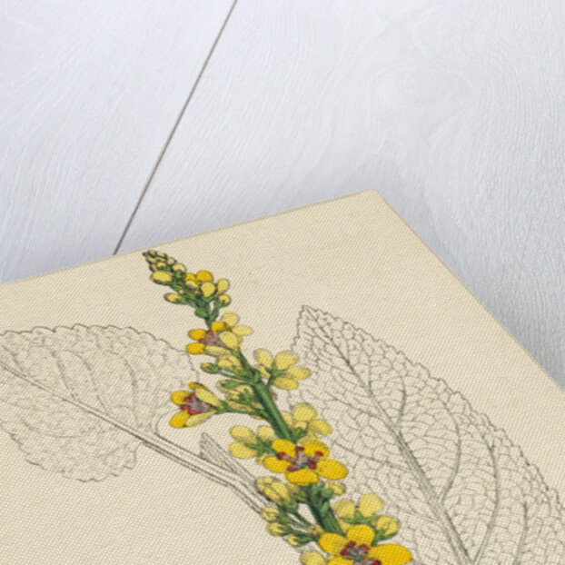 Verbascum Nigrum Dark Mullein by Anonymous