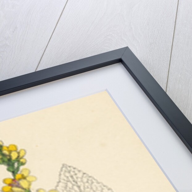 Verbascum Nigrum Dark Mullein by Anonymous