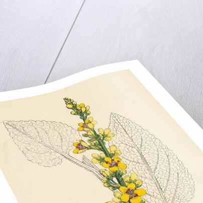 Verbascum Nigrum Dark Mullein by Anonymous