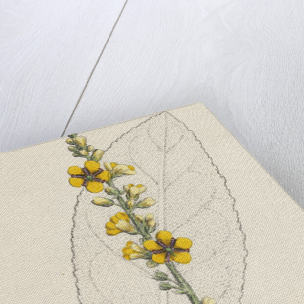 Verbascum Thapso-Nigrum Hybrid Between Great and Dark Mulleins by Anonymous