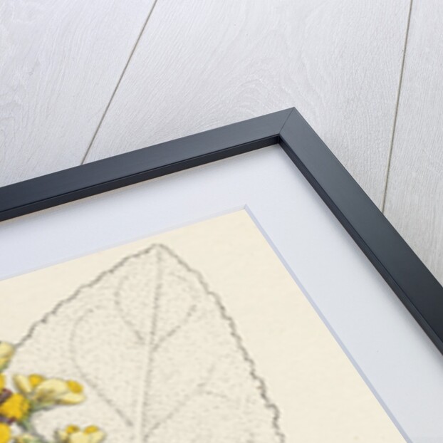 Verbascum Thapso-Nigrum Hybrid Between Great and Dark Mulleins by Anonymous