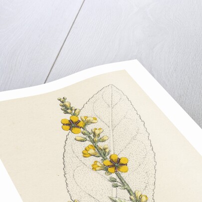 Verbascum Thapso-Nigrum Hybrid Between Great and Dark Mulleins by Anonymous