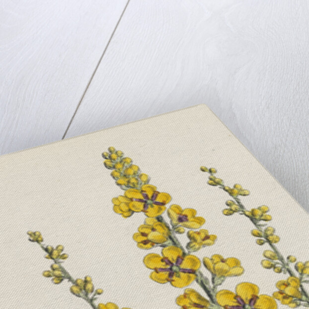 Verbascum Nigro-Lychnitis Hybrid Between Dark and White Mulleins by Anonymous