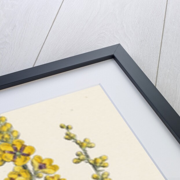 Verbascum Nigro-Lychnitis Hybrid Between Dark and White Mulleins by Anonymous