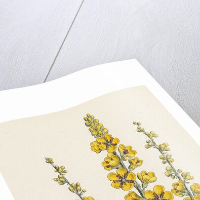 Verbascum Nigro-Lychnitis Hybrid Between Dark and White Mulleins by Anonymous