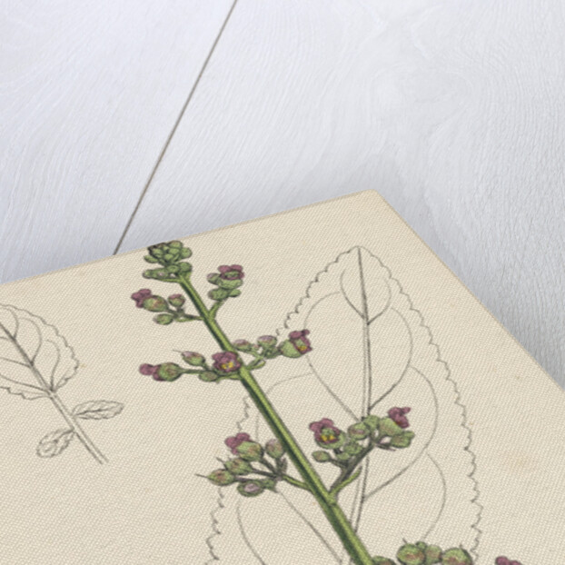 Scrophularia Aquatica Common Water Betony by Anonymous