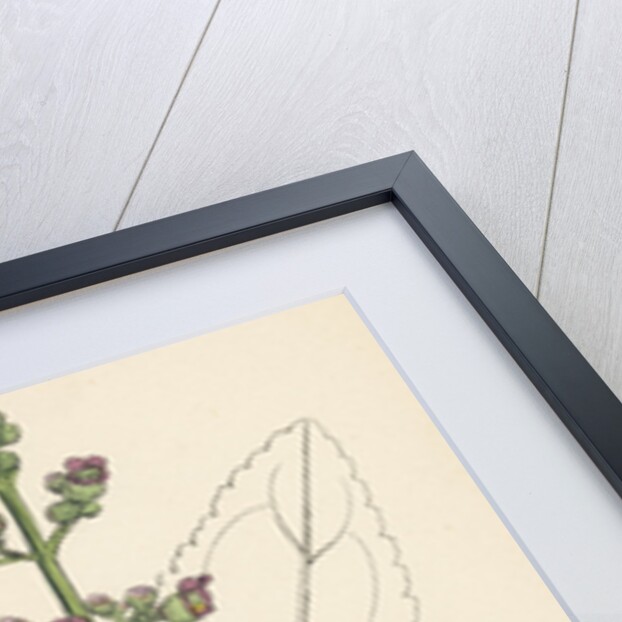 Scrophularia Aquatica Common Water Betony by Anonymous