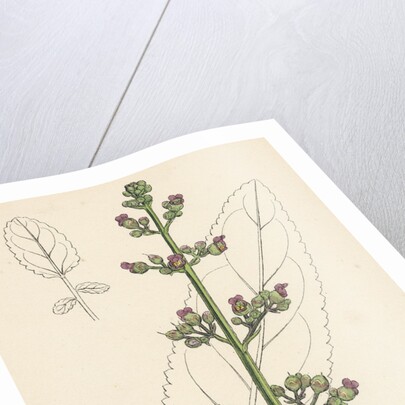 Scrophularia Aquatica Common Water Betony by Anonymous