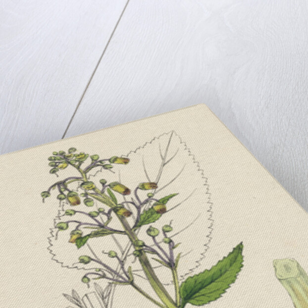 Scrophularia Nodosa Knotty-Rooted Figwort by Anonymous