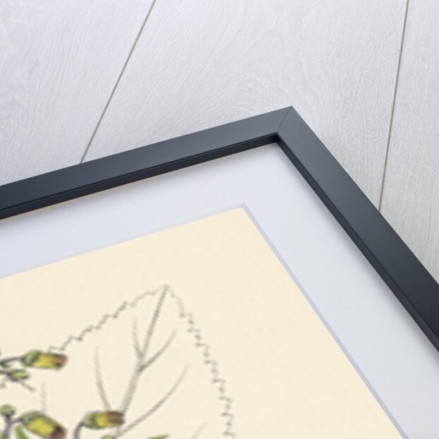 Scrophularia Nodosa Knotty-Rooted Figwort by Anonymous