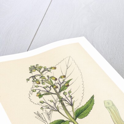 Scrophularia Nodosa Knotty-Rooted Figwort by Anonymous