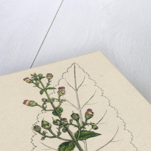 Scrophularia Scorodonia Balm-Leaved Figwort by Anonymous