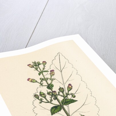 Scrophularia Scorodonia Balm-Leaved Figwort by Anonymous