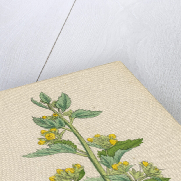 Scrophularia Vernalis Yellow Figwort by Anonymous