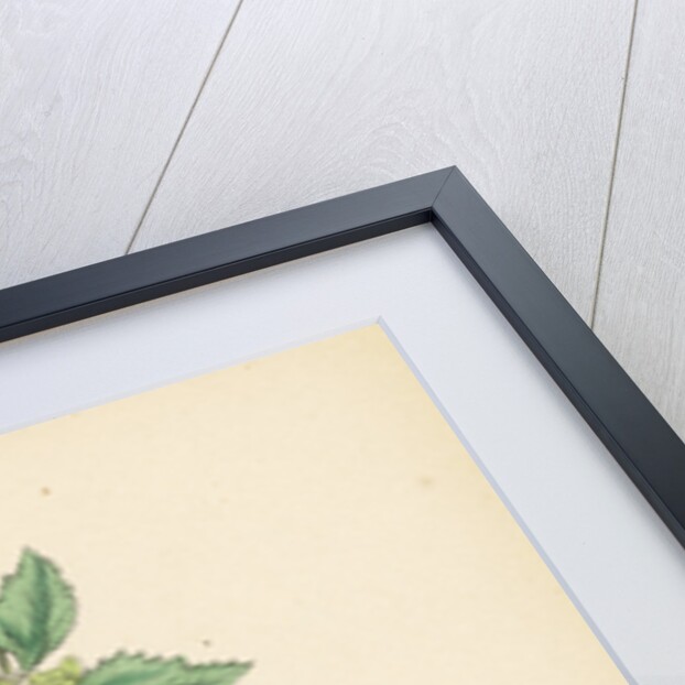 Scrophularia Vernalis Yellow Figwort by Anonymous