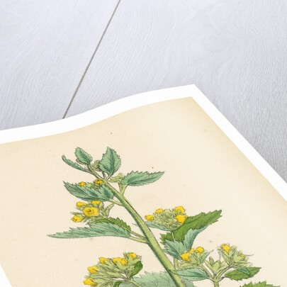 Scrophularia Vernalis Yellow Figwort by Anonymous