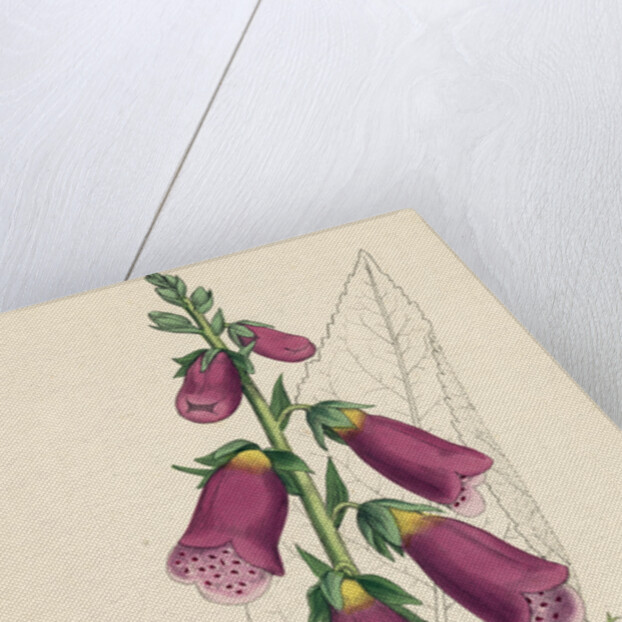 Digitalis Purpurea Purple Foxglove by Anonymous