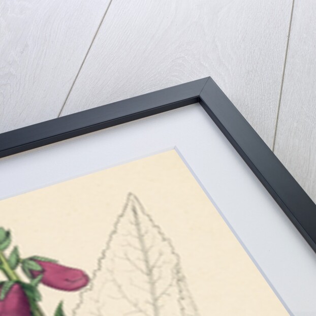 Digitalis Purpurea Purple Foxglove by Anonymous