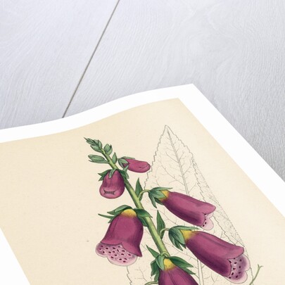 Digitalis Purpurea Purple Foxglove by Anonymous