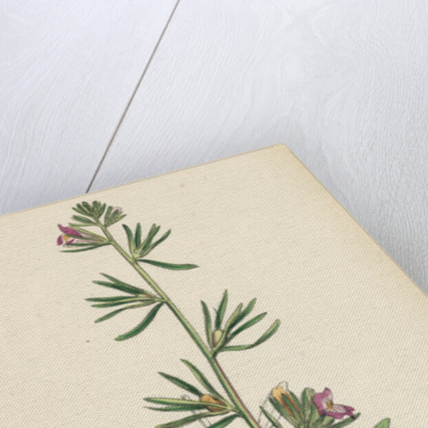 Antirrhinum Orontium Corn Snapdragon by Anonymous