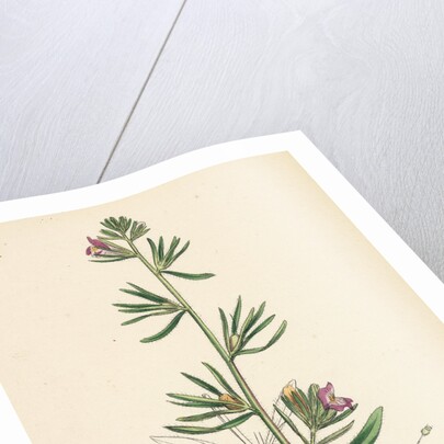 Antirrhinum Orontium Corn Snapdragon by Anonymous