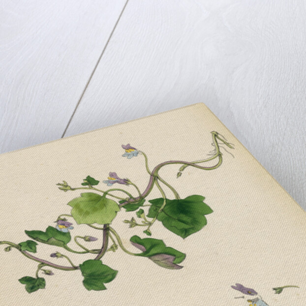 Linaria Cymbalaria Ivy-Leaved Toadflax by Anonymous